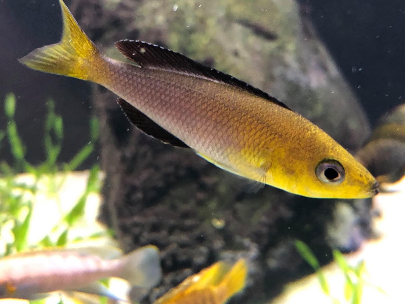 Cyprichromis sp. 'leptosoma jumbo' Kantalamba